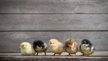 chicks-clutch-baby-chickens