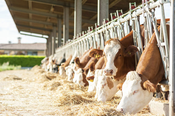 Cows feeding Farm Cattle