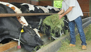 farmer-feeding-cows-catle